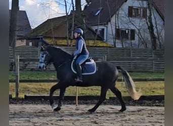 Connemara, Ruin, 5 Jaar, 153 cm, Zwartschimmel