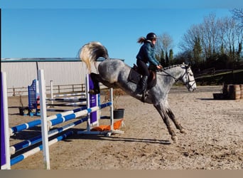 Connemara, Ruin, 5 Jaar, 154 cm, Appelschimmel