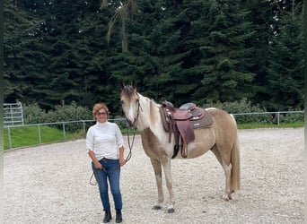 Connemara, Ruin, 5 Jaar, 154 cm, Tobiano-alle-kleuren