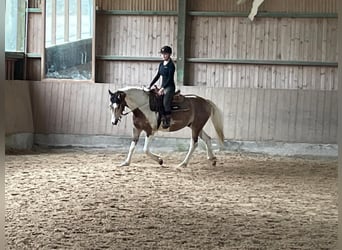Connemara, Ruin, 5 Jaar, 154 cm, Tobiano-alle-kleuren