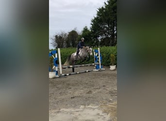 Connemara, Ruin, 5 Jaar, 155 cm, Blauwschimmel