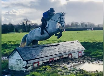 Connemara, Ruin, 5 Jaar, 155 cm, Schimmel