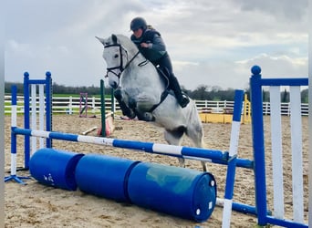 Connemara, Ruin, 5 Jaar, 155 cm, Schimmel