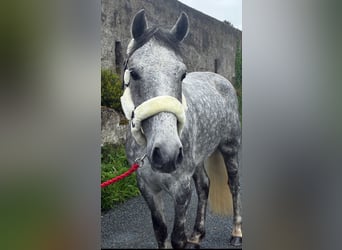 Connemara, Ruin, 5 Jaar, 158 cm, Appelschimmel