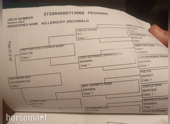 Connemara, Ruin, 5 Jaar, Falbe