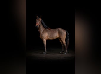 Connemara, Ruin, 6 Jaar, 143 cm, Bruin