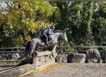 Connemara, Ruin, 6 Jaar, 145 cm, Appelschimmel