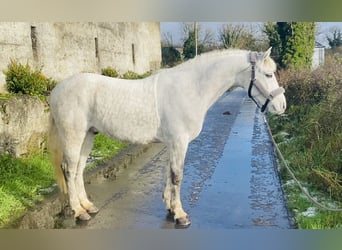 Connemara, Ruin, 6 Jaar, 145 cm, Wit