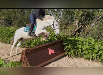 Connemara, Ruin, 7 Jaar, 138 cm, Schimmel