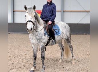 Connemara Mix, Ruin, 7 Jaar, 147 cm, Appelschimmel