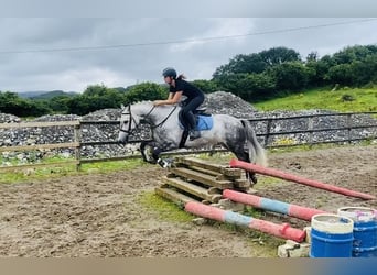 Connemara, Ruin, 7 Jaar, 147 cm, Appelschimmel