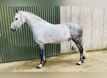 Connemara, Ruin, 7 Jaar, 147 cm, Appelschimmel