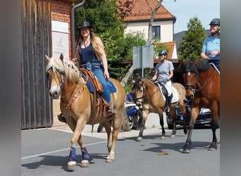 Connemara, Ruin, 7 Jaar, 147 cm, Buckskin