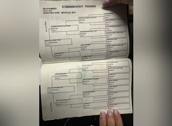 Connemara, Ruin, 7 Jaar, 152 cm, Palomino