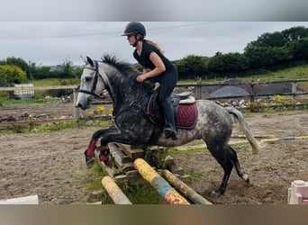 Connemara, Ruin, 8 Jaar, 140 cm, Appelschimmel