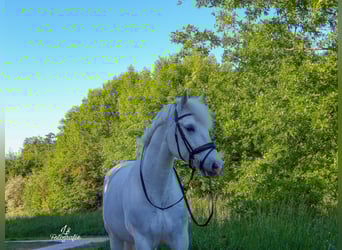 Connemara, Ruin, 8 Jaar, 151 cm, Schimmel