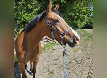 Connemara Mix, Ruin, 8 Jaar, 165 cm