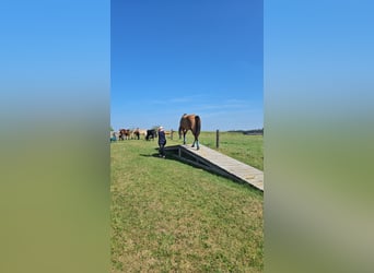 Connemara Mix, Ruin, 8 Jaar, 165 cm