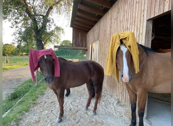 Connemara Mix, Ruin, 8 Jaar, 165 cm