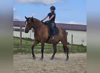 Connemara Mix, Ruin, 8 Jaar, 165 cm