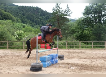 Connemara, Ruin, 9 Jaar, 135 cm, Bruin