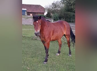 Connemara, Ruin, 9 Jaar, 146 cm, Bruin