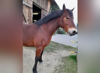 Connemara, Ruin, 9 Jaar, 146 cm, Bruin