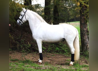 Connemara Mix, Ruin, 9 Jaar, 146 cm, Schimmel