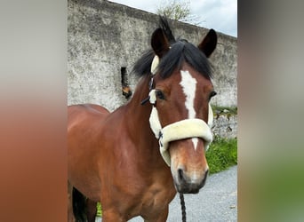 Connemara, Ruin, 9 Jaar, 148 cm, Bruin