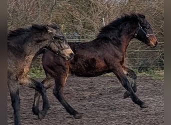 Connemara, Semental, 1 año, 148 cm, Castaño oscuro