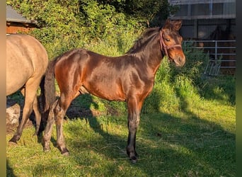 Connemara, Semental, 1 año, 148 cm, Castaño oscuro