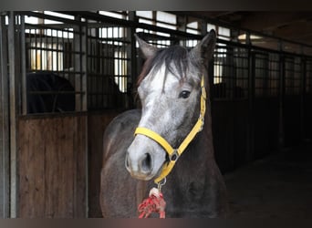 Connemara Mestizo, Semental, 2 años, 148 cm, Musgo