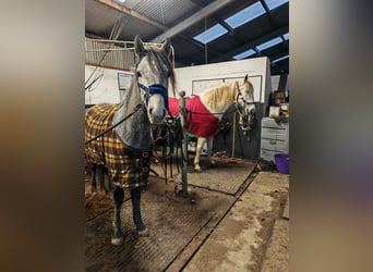 Connemara, Semental, 3 años, 148 cm, Tordo