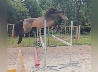 Connemara, Semental, 4 años, 147 cm, Buckskin/Bayo