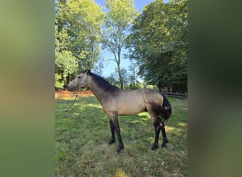 Connemara, Semental, 4 años, 147 cm, Buckskin/Bayo
