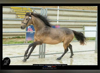 Connemara, Semental, 4 años, 147 cm, Buckskin/Bayo
