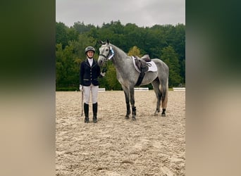 Connemara, Semental, 4 años, 147 cm, Tordillo negro