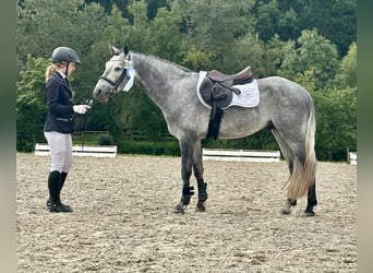 Connemara, Semental, 5 años, 147 cm, Tordillo negro