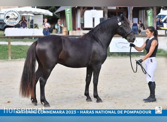 Connemara, Semental, 5 años, Negro