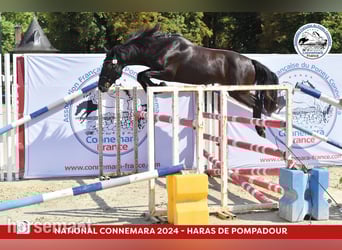 Connemara, Semental, 5 años, Negro