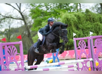 Connemara, Semental, 5 años, Negro