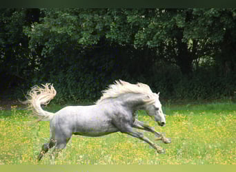 Connemara, Semental, 8 años, 146 cm, Tordo rodado