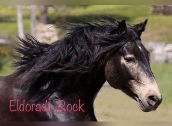 Connemara, Stallion, 15 years, 15 hh, Dun