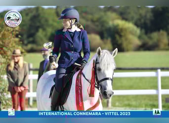 Connemara, Stallion, 17 years, 14,2 hh, Gray