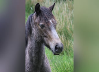 Connemara, Stallion, 1 year, 12,2 hh, Grey