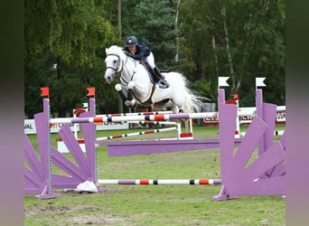 Connemara, Stallion, 1 year, 13.1 hh, Buckskin
