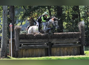 Connemara, Stallion, 1 year, 13.1 hh, Buckskin