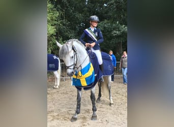 Connemara, Stallion, 1 year, 13.1 hh, Buckskin