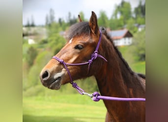 Connemara, Stallion, 1 year, 14.1 hh, Brown