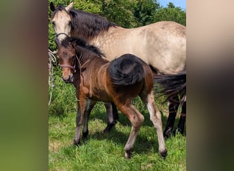 Connemara, Stallion, 1 year, 14.2 hh, Bay-Dark